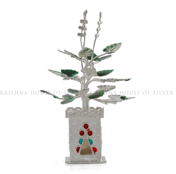 Silver Tulsi Plant